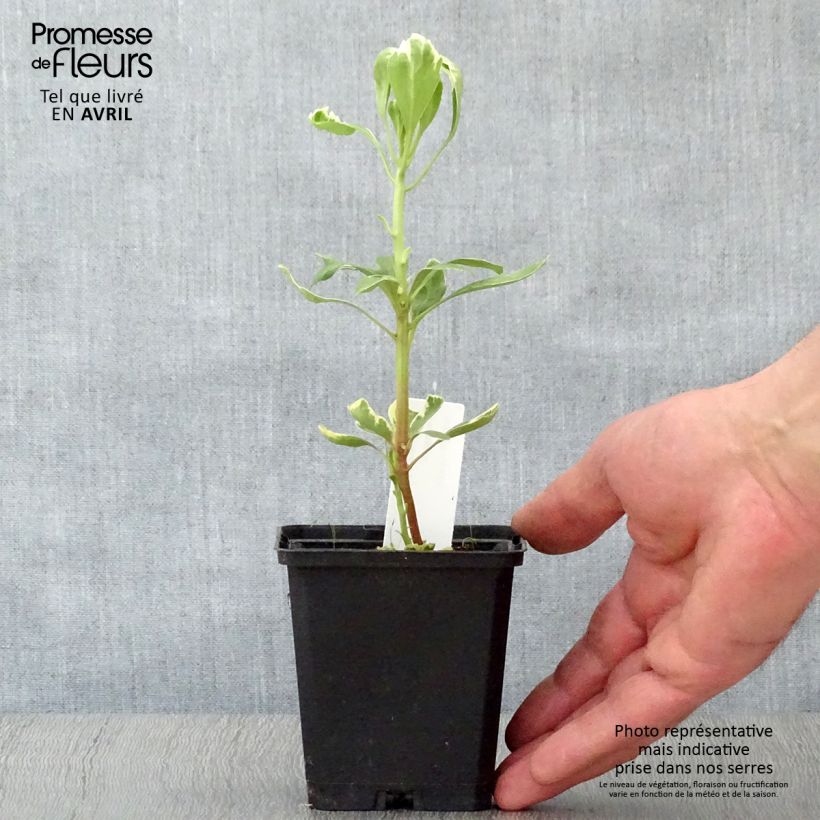 Exemplar von Pachysandra terminalis Variegata - Japanischer Ysander Kleine Töpfe von 8/9 cm wie im Frühjahr geliefert