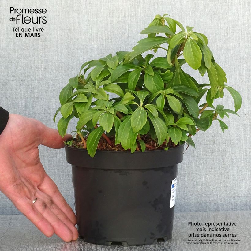 Exemplar von Pachysandra terminalis - Japanischer Ysander Topf mit 2L/3L wie im Winter geliefert