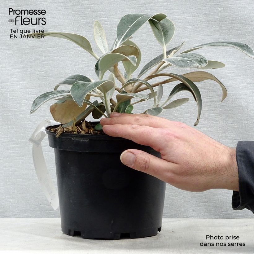 Exemplar von Pachystegia insignis Daizea Hardec - Marlborough Felsen Daisy Topf mit 2L/3L wie im Winter geliefert