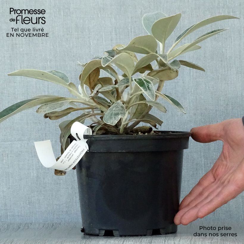 Example of Pachystegia insignis Daizea Hardec - Marlborough Felsen Daisy Topf mit 2L/3L as you get in automne