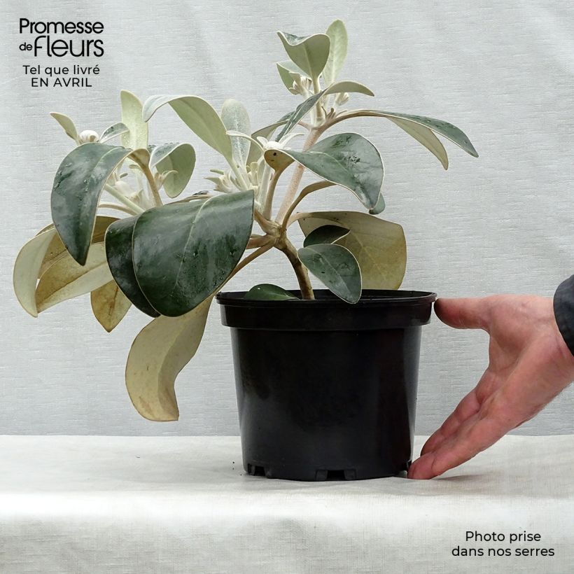 Exemplar von Pachystegia insignis Daizea Hardec - Marlborough Felsen Daisy Topf mit 2L/3L wie im Frühjahr geliefert