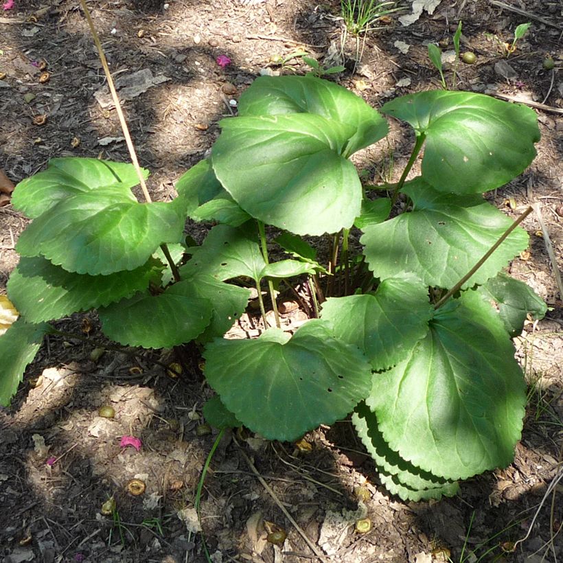 Packera aurea - Kreuzkraut (Foliage)