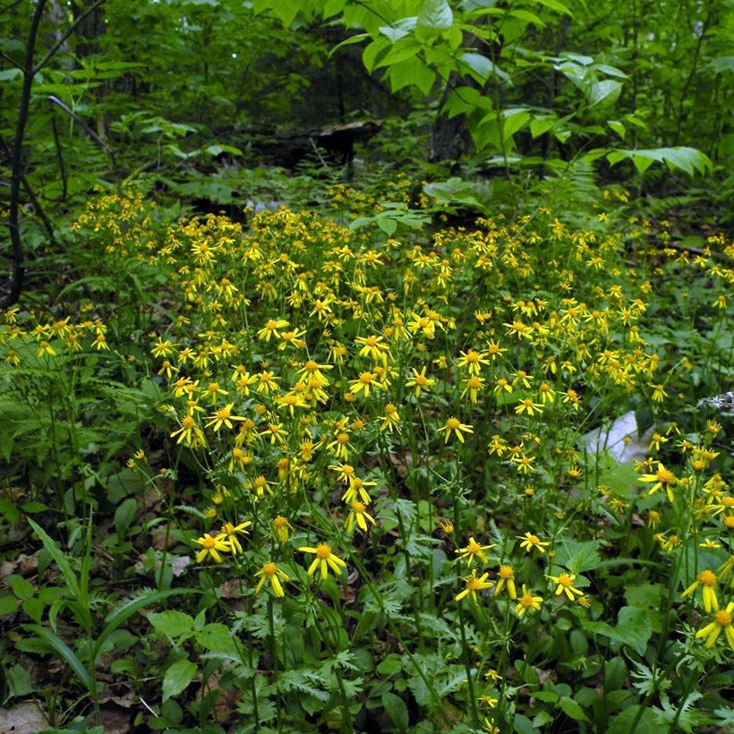 Packera aurea - Kreuzkraut (Plant habit)