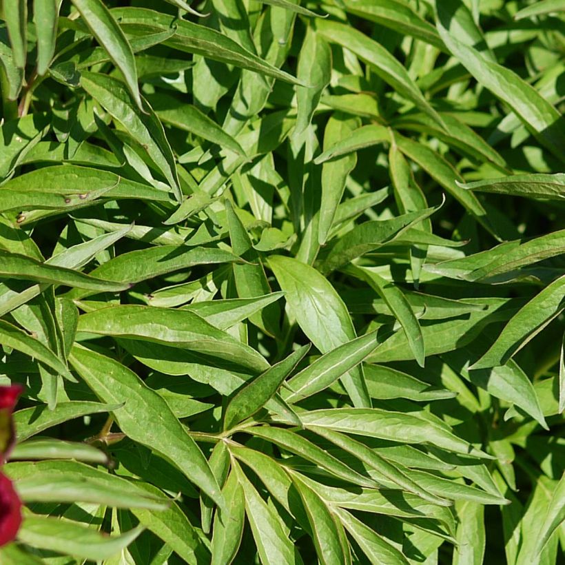 Paeonia Early Scout - Pfingstrose (Foliage)