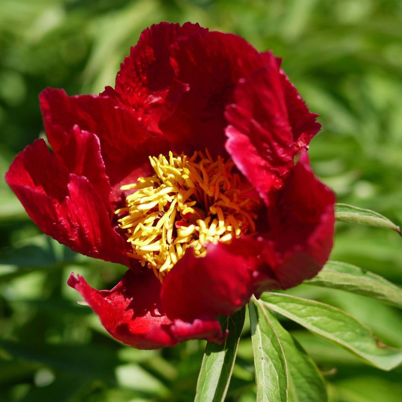 Paeonia Early Scout - Pfingstrose (Flowering)