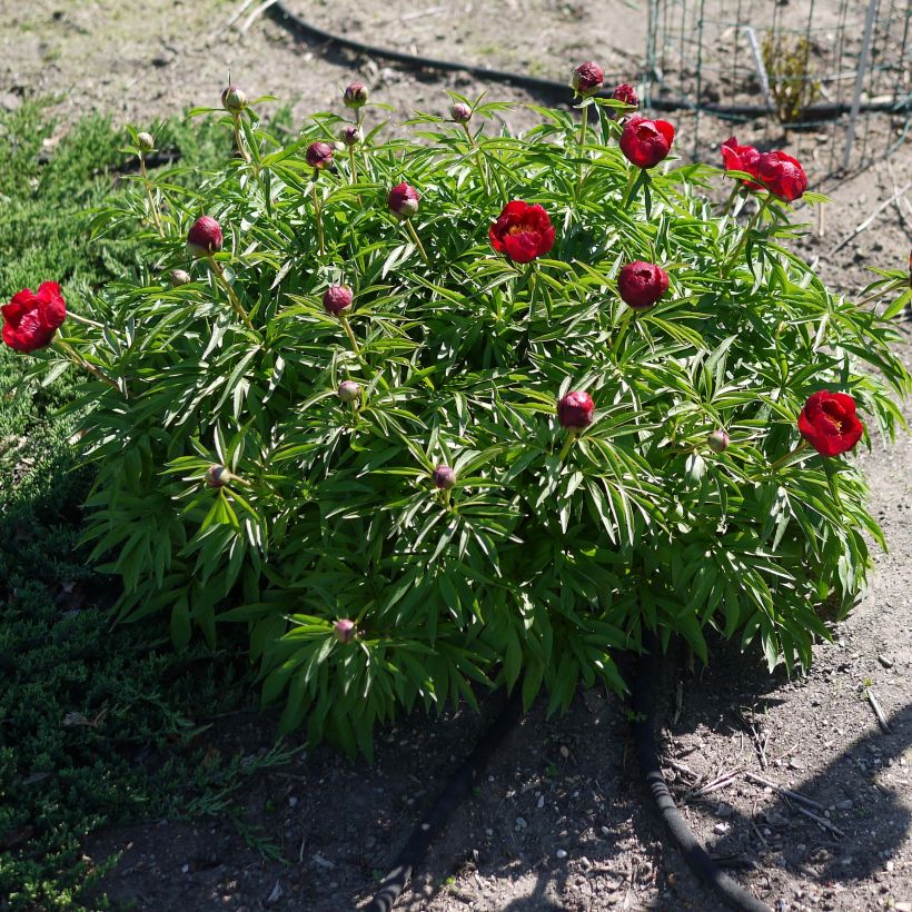 Paeonia Early Scout - Pfingstrose (Plant habit)
