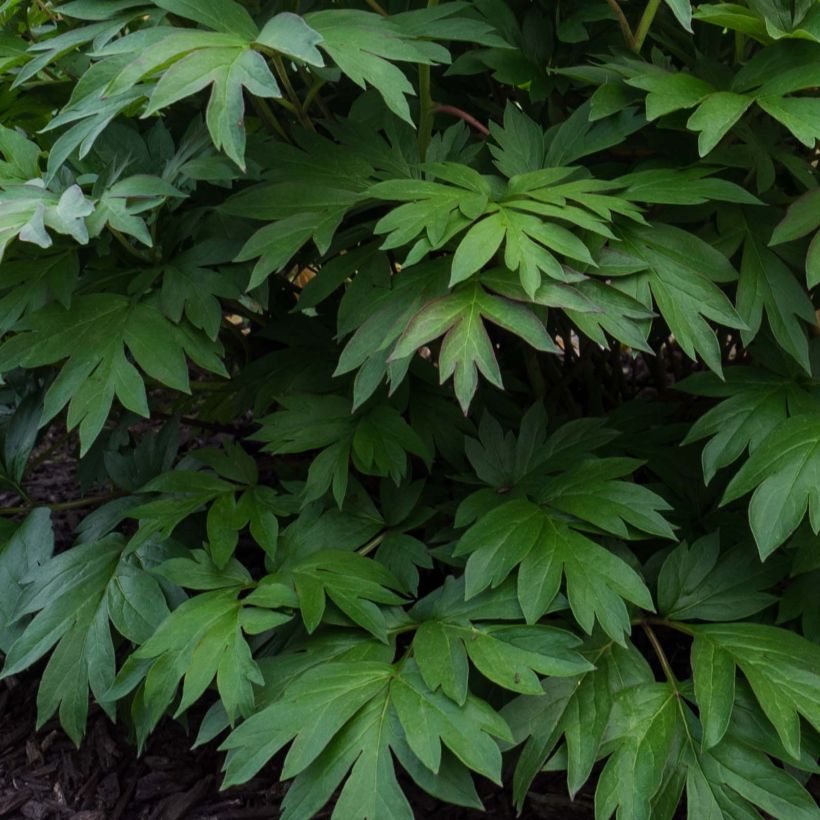 Paeonia Itoh Pastel Splendor (Foliage)