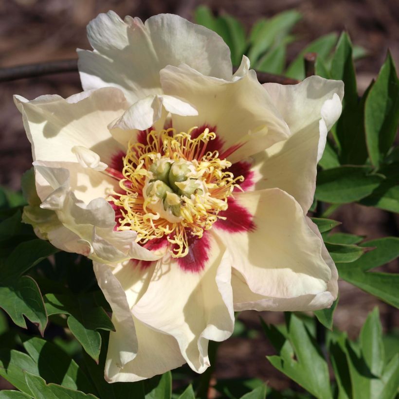 Paeonia Itoh Pastel Splendor (Flowering)