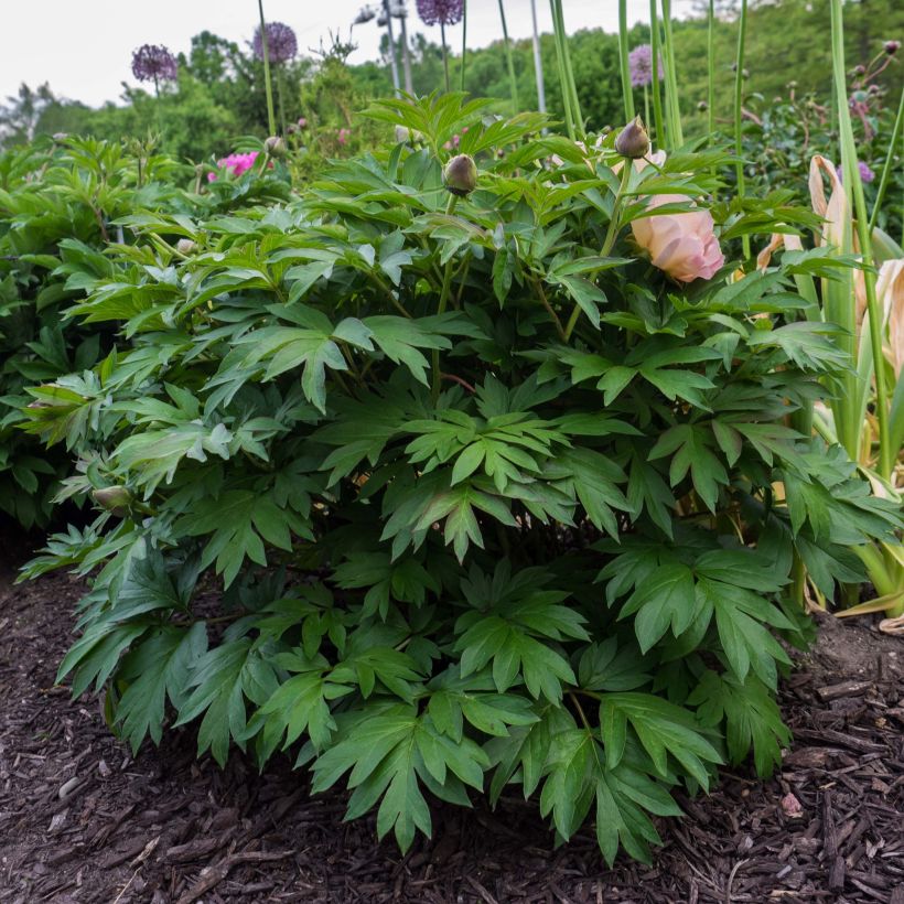 Paeonia Itoh Pastel Splendor (Plant habit)