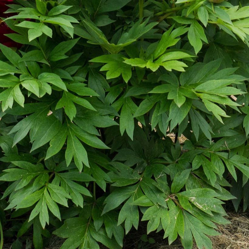 Paeonia Itoh Scarlet Heaven (Foliage)