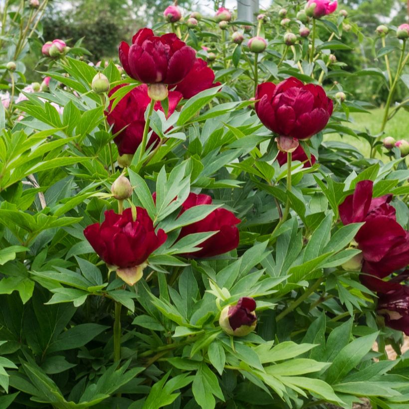 Paeonia Itoh Scarlet Heaven (Flowering)