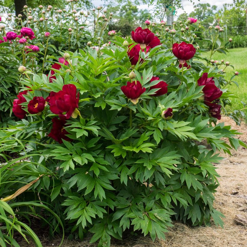 Paeonia Itoh Scarlet Heaven (Plant habit)