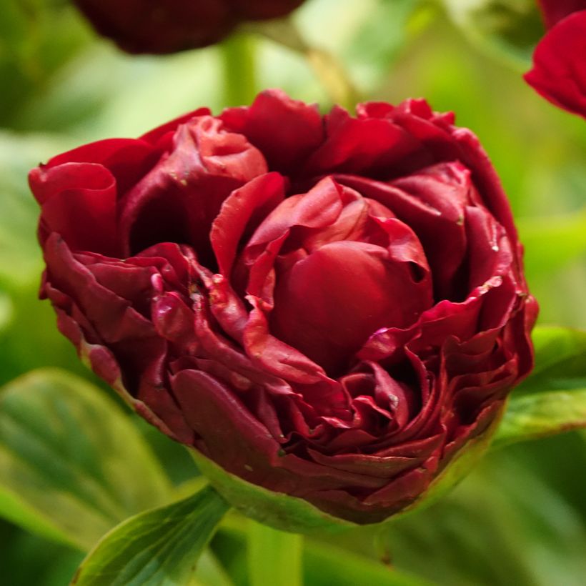 Paeonia lactiflora Bockstoce - Edel-Pfingstrosen (Blüte)