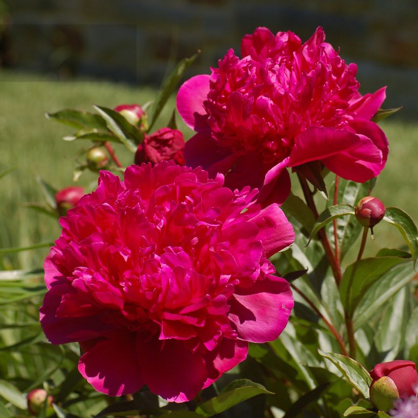 Paeonia lactiflora Big Ben - Edel-Pfingstrosen (Flowering)