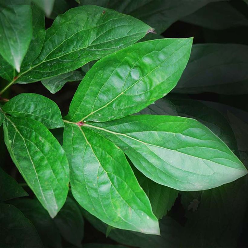 Paeonia lactiflora Coral Charm - Edel-Pfingstrosen (Foliage)