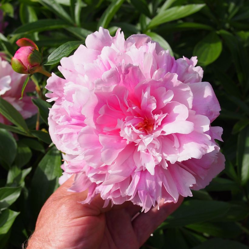 Paeonia lactiflora Edulis Superba - Edel-Pfingstrosen (Flowering)