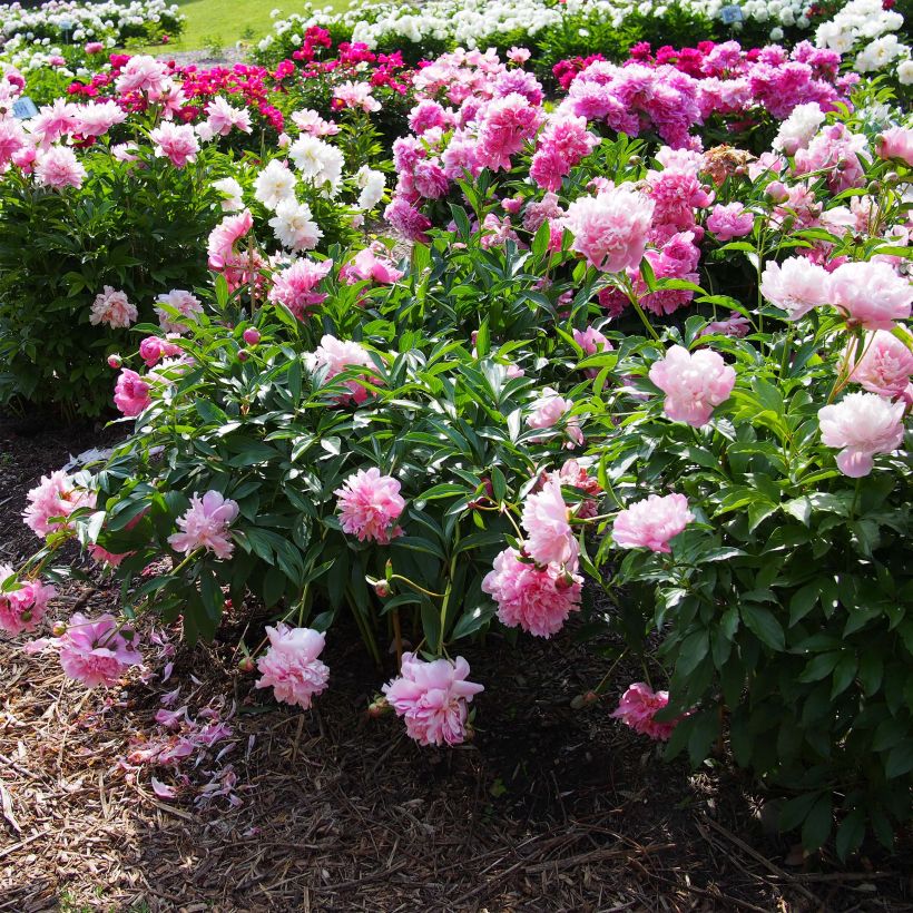 Paeonia lactiflora Edulis Superba - Edel-Pfingstrosen (Plant habit)