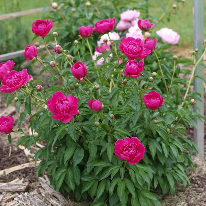 Paeonia lactiflora Félix Crousse - Edel-Pfingstrosen (Plant habit)