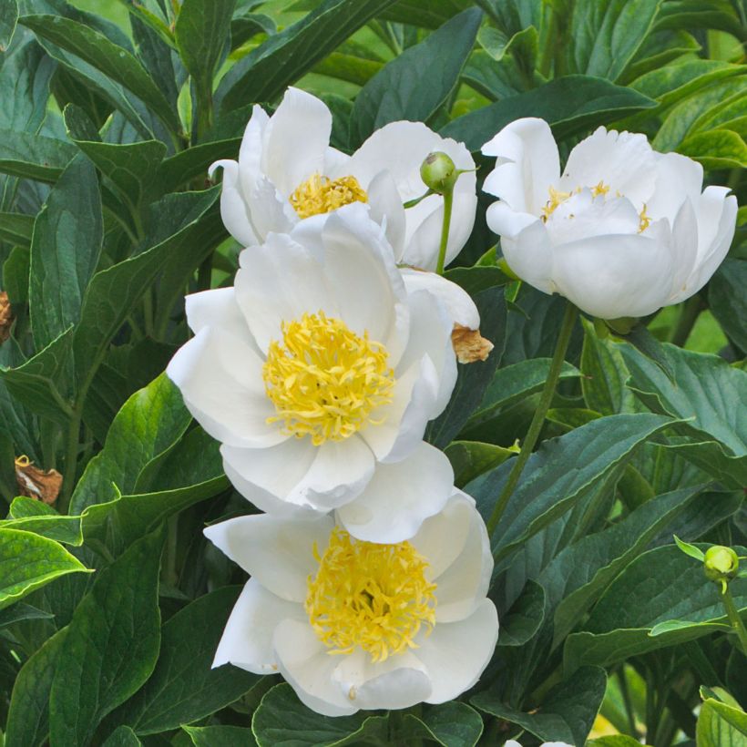 Paeonia lactiflora Jan van Leeuwen - Edel-Pfingstrosen (Flowering)