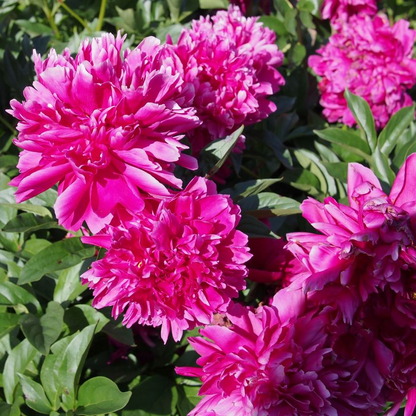 Paeonia lactiflora Karl Rosenfield - Edel-Pfingstrosen (Flowering)