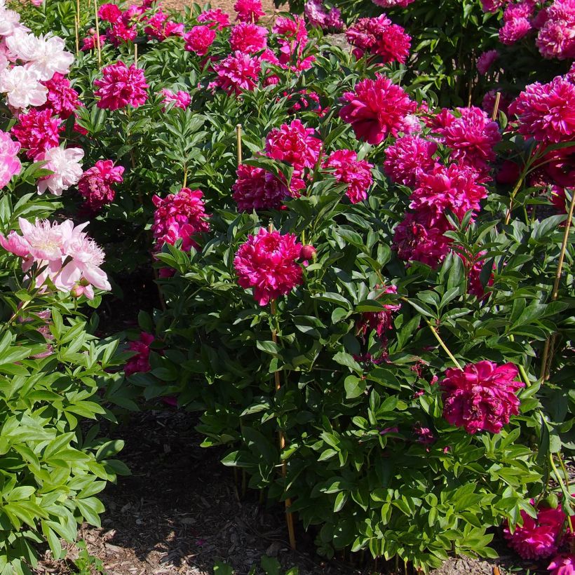 Paeonia lactiflora Karl Rosenfield - Edel-Pfingstrosen (Plant habit)