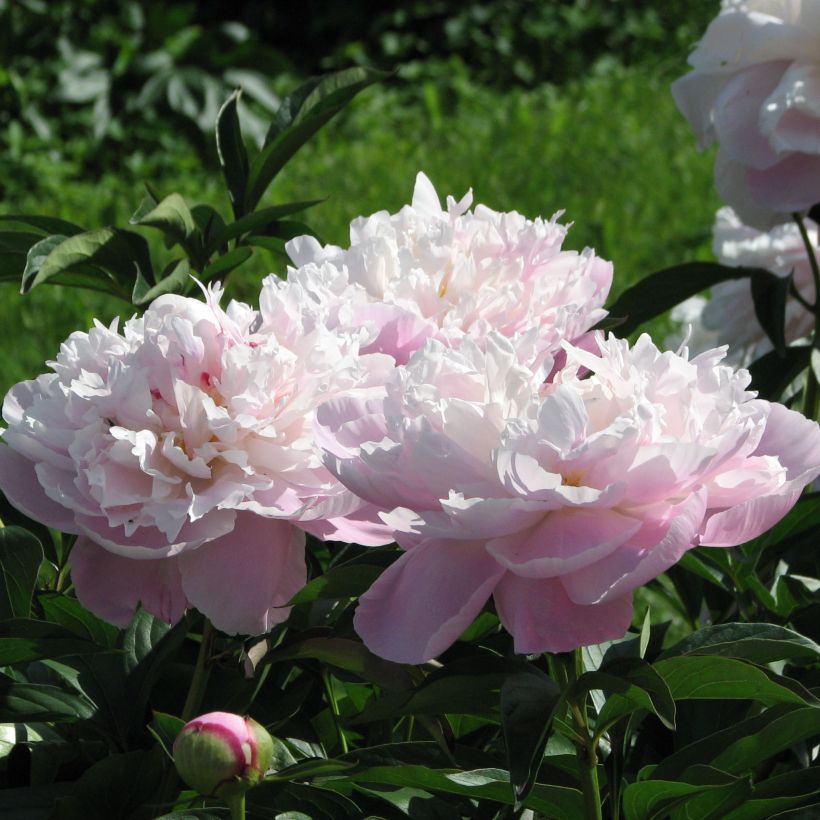 Paeonia lactiflora Lady Alexandra Duff - Edel-Pfingstrosen (Flowering)