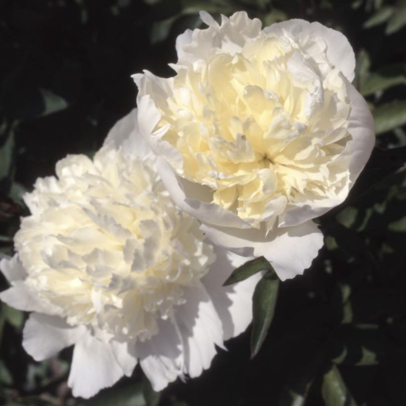 Paeonia lactiflora Laura Dessert - Edel-Pfingstrosen (Flowering)