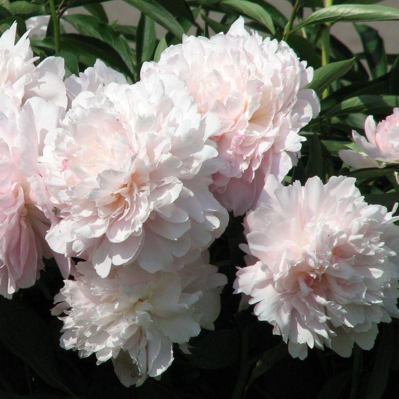 Paeonia lactiflora Madame Calot - Edel-Pfingstrosen (Flowering)