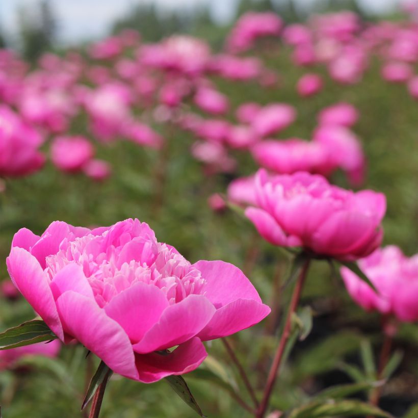 Paeonia lactiflora Madame Emile Debatène - Edel-Pfingstrosen (Flowering)