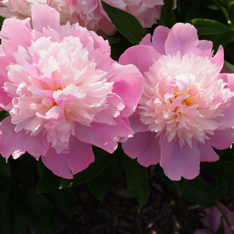 Paeonia lactiflora Monsieur Jules Elie - Edel-Pfingstrosen (Flowering)