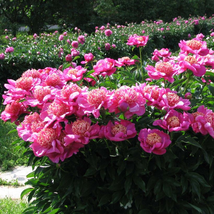 Paeonia lactiflora Neon - Edel-Pfingstrosen (Plant habit)