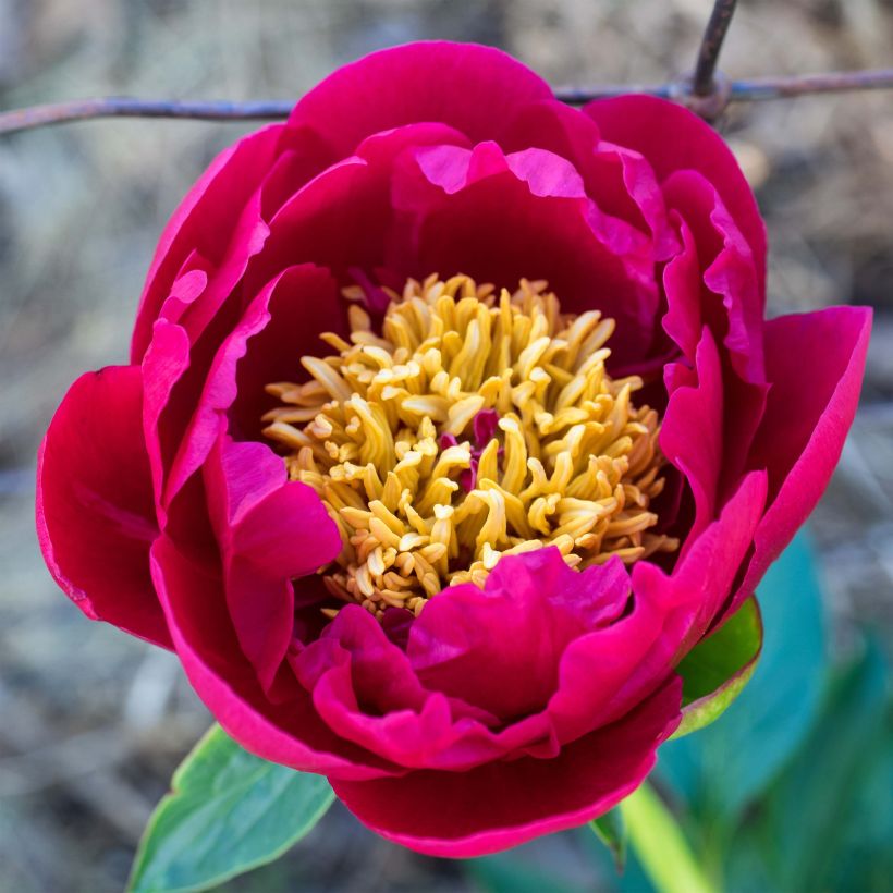 Paeonia lactiflora Nippon Beauty - Edel-Pfingstrosen (Flowering)