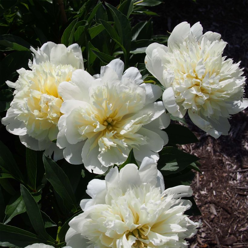 Paeonia lactiflora Primevère - Edel-Pfingstrosen (Flowering)