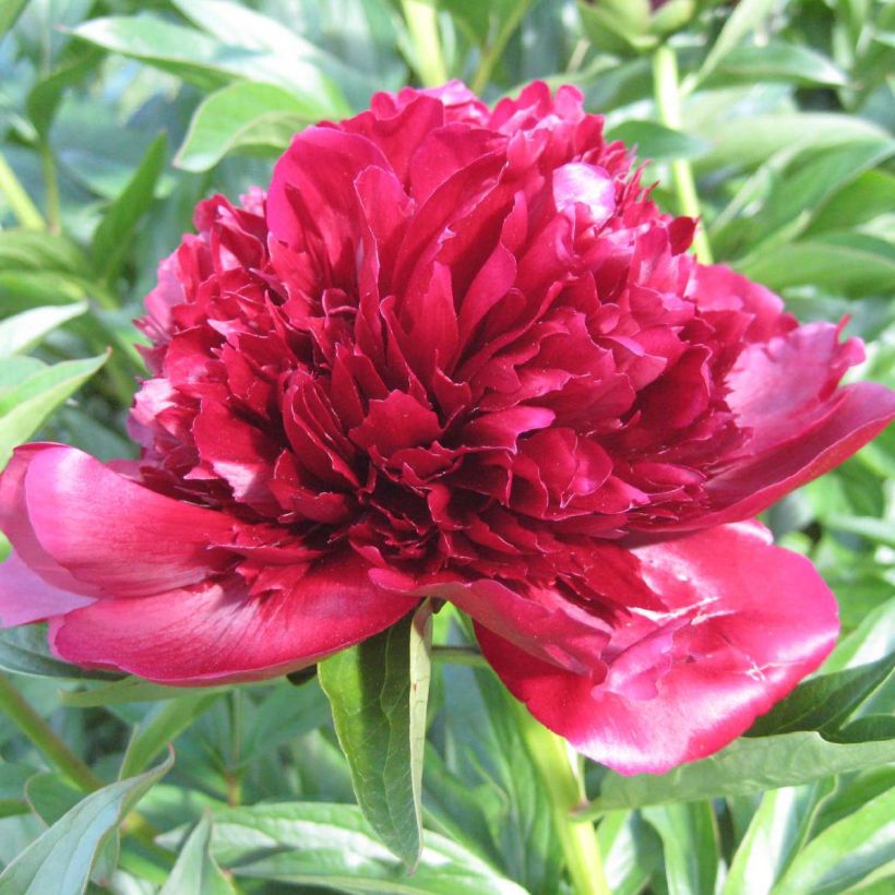 Paeonia lactiflora Red Charm - Edel-Pfingstrosen (Flowering)