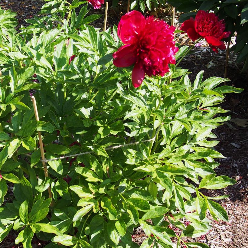 Paeonia lactiflora Red Charm - Edel-Pfingstrosen (Plant habit)