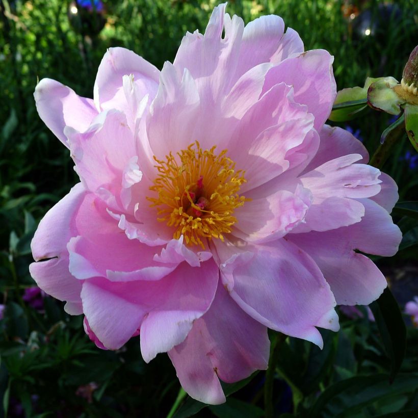 Paeonia lactiflora Sea Shell - Edel-Pfingstrosen (Flowering)