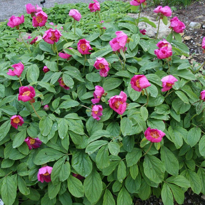 Paeonia mascula - Pfingstrose (Plant habit)