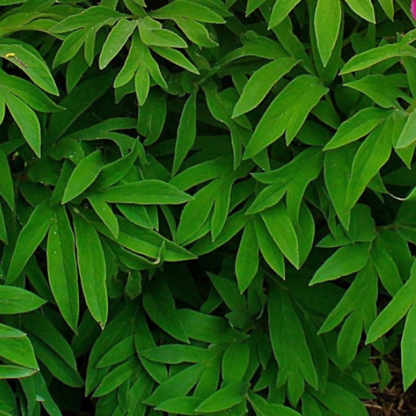 Paeonia officinalis Mollis - Pfingstrose (Foliage)