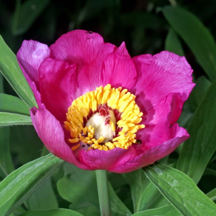 Paeonia officinalis Mollis - Pfingstrose (Flowering)