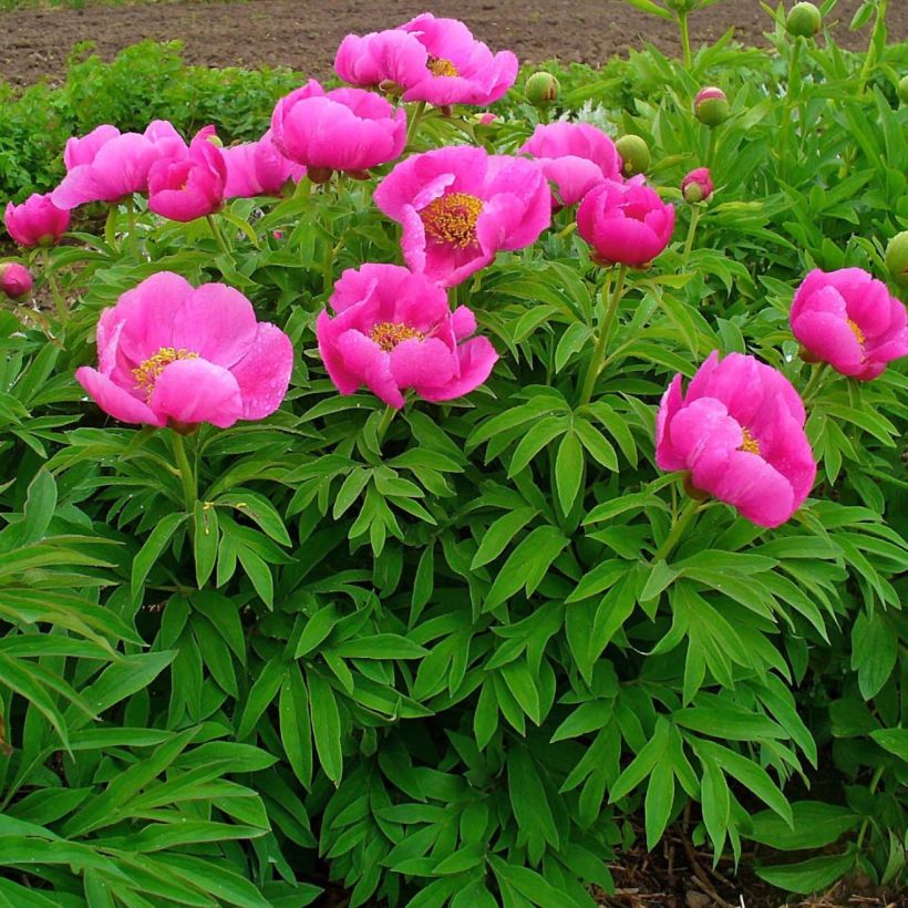 Paeonia officinalis Mollis - Pfingstrose (Plant habit)