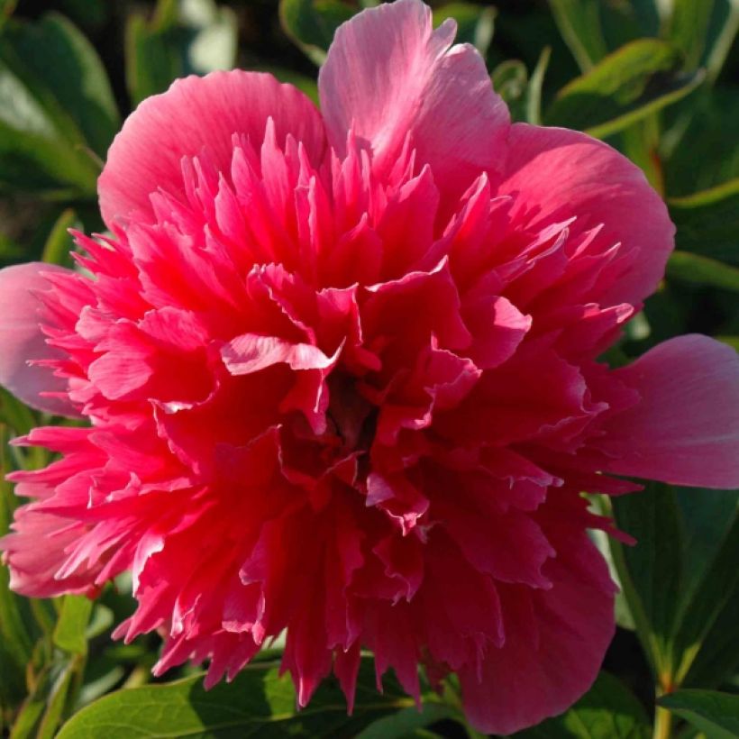 Paeonia officinalis Rosea Plena - Pfingstrose (Flowering)