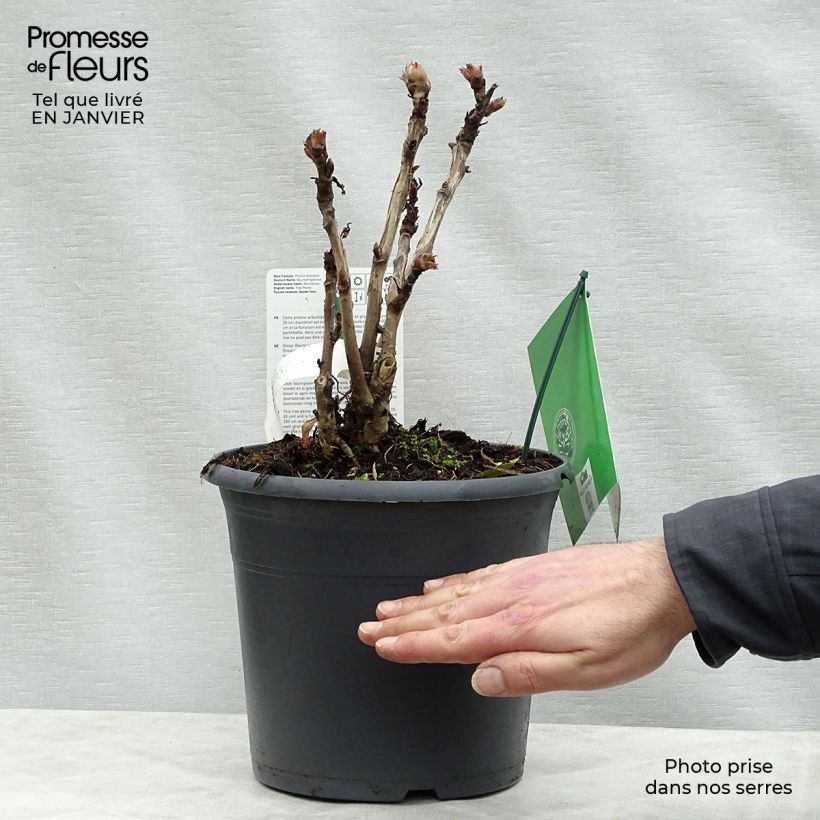Example of Paeonia suffruticosa Juan Ye Hong - Strauch-Pfingstrose Topf mit 7,5L/10L as you get in hiver