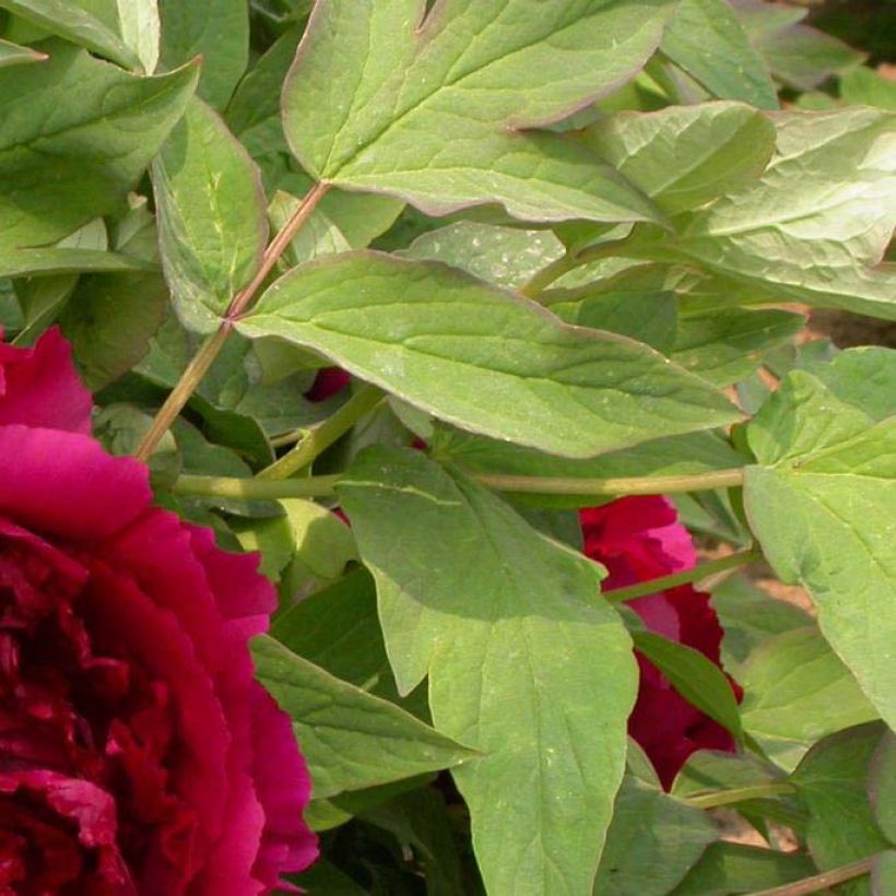 Paeonia suffruticosa Wu Jin Yao Hui - Strauch-Pfingstrose (Foliage)