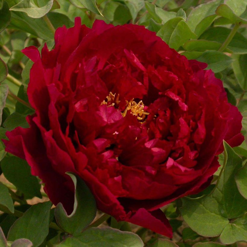 Paeonia suffruticosa Wu Jin Yao Hui - Strauch-Pfingstrose (Flowering)