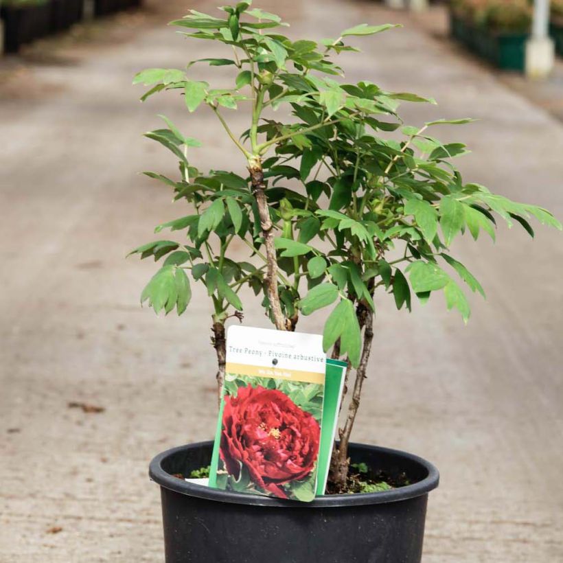 Paeonia suffruticosa Wu Jin Yao Hui - Strauch-Pfingstrose (Plant habit)