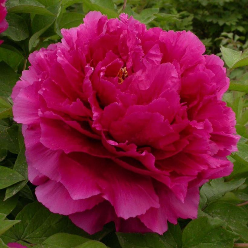Paeonia suffruticosa Wu Long Peng Sheng - Strauch-Pfingstrose (Flowering)
