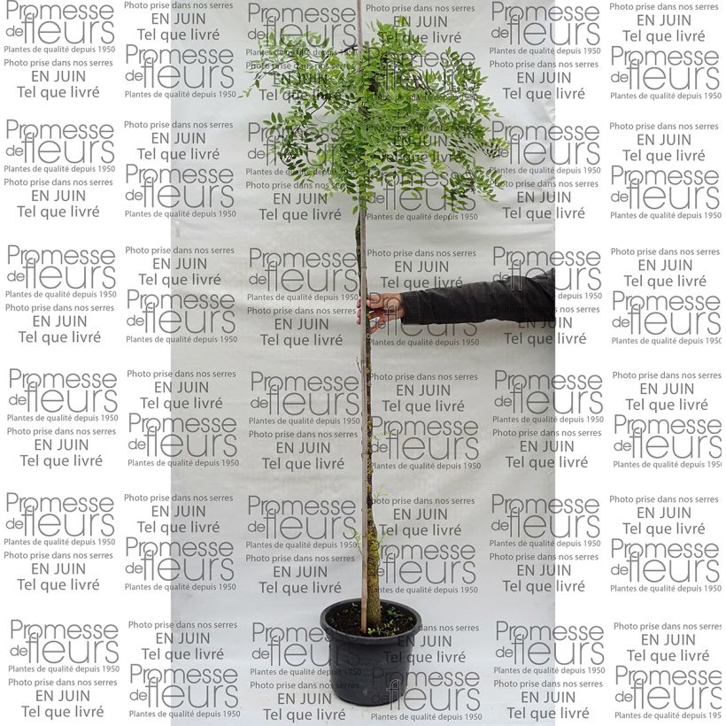 Example of Sophora japonica Pendula - Japanischer Schnurbaum Topf mit 20L/25L as you get