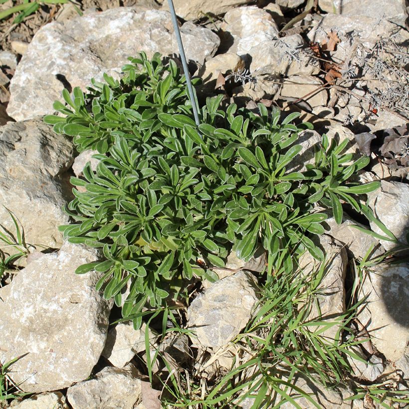 Pallenis maritima Aurelia Gold - Küstenstrandstern (Plant habit)