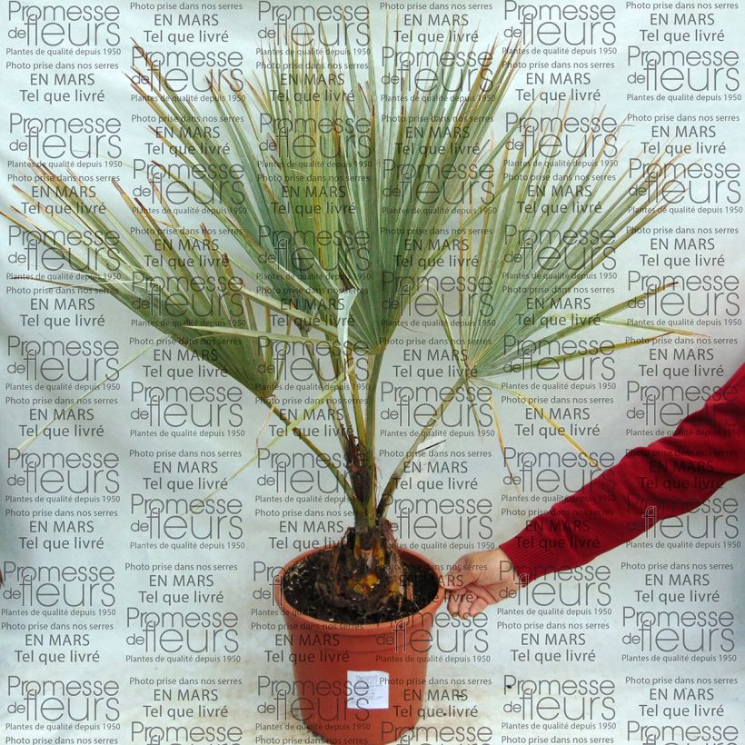 Example of Brahea armata - Blaue Hesperidenpalme Topf mit 7,5L/10L as you get
