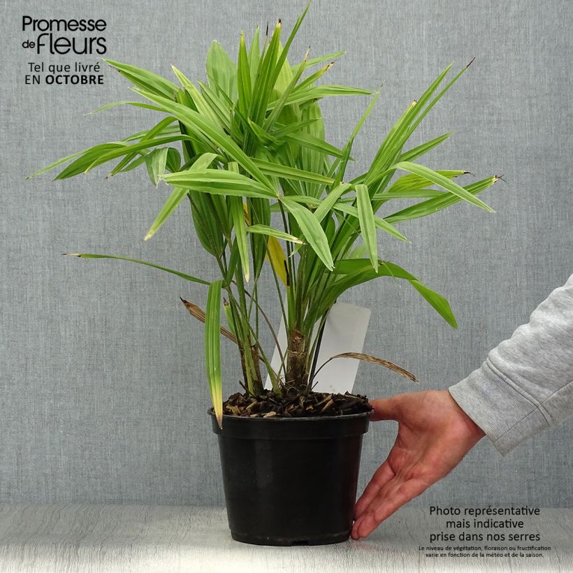 Example of Trachycarpus fortunei - Fächerpalme Topf mit 2L/3L as you get in automne